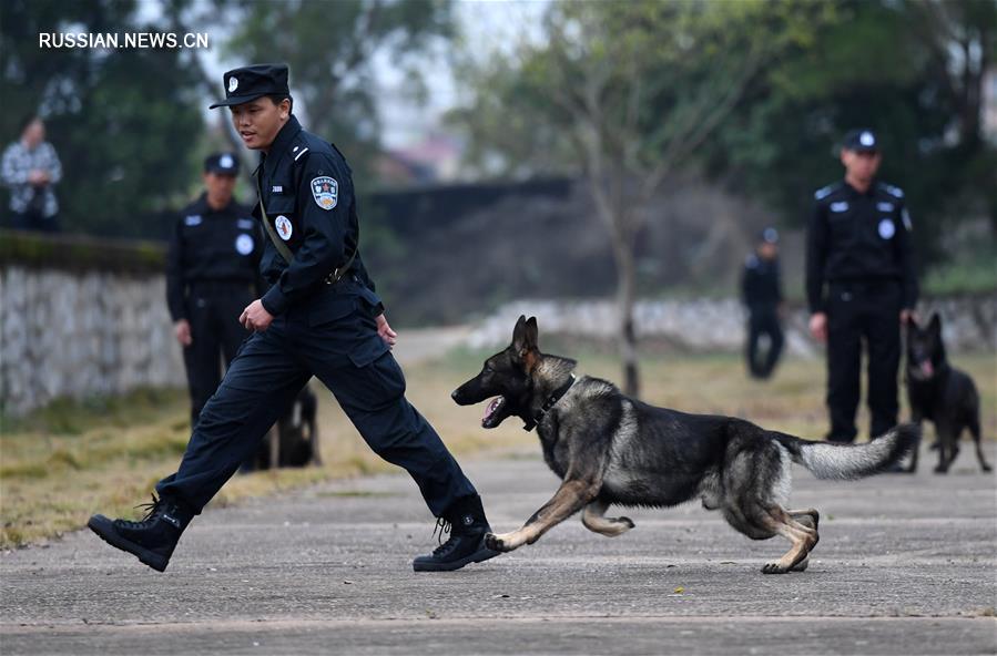 В Китае ищейки будут дежурить вместе с полицейскими на вокзалах во время праздника  Весны