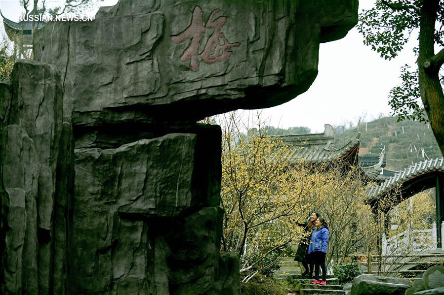 Цветение химонанта в Наньчане