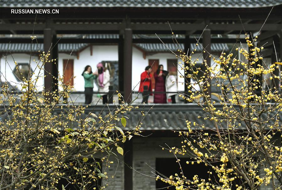 Цветение химонанта в Наньчане