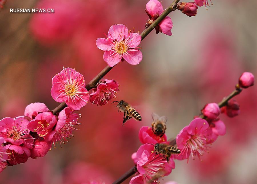 Цветение сливы -- символа весны в Китае