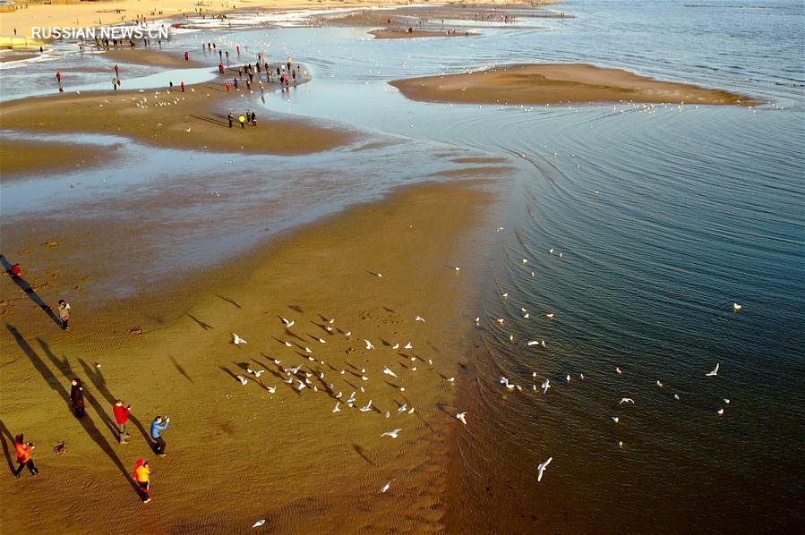 Морские чайки на побережье в Циньхуандао