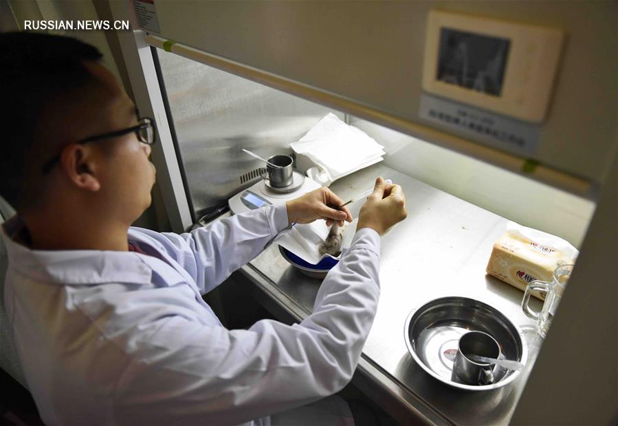 В провинции Сычуань появился на свет первый птенец красноногого ибиса