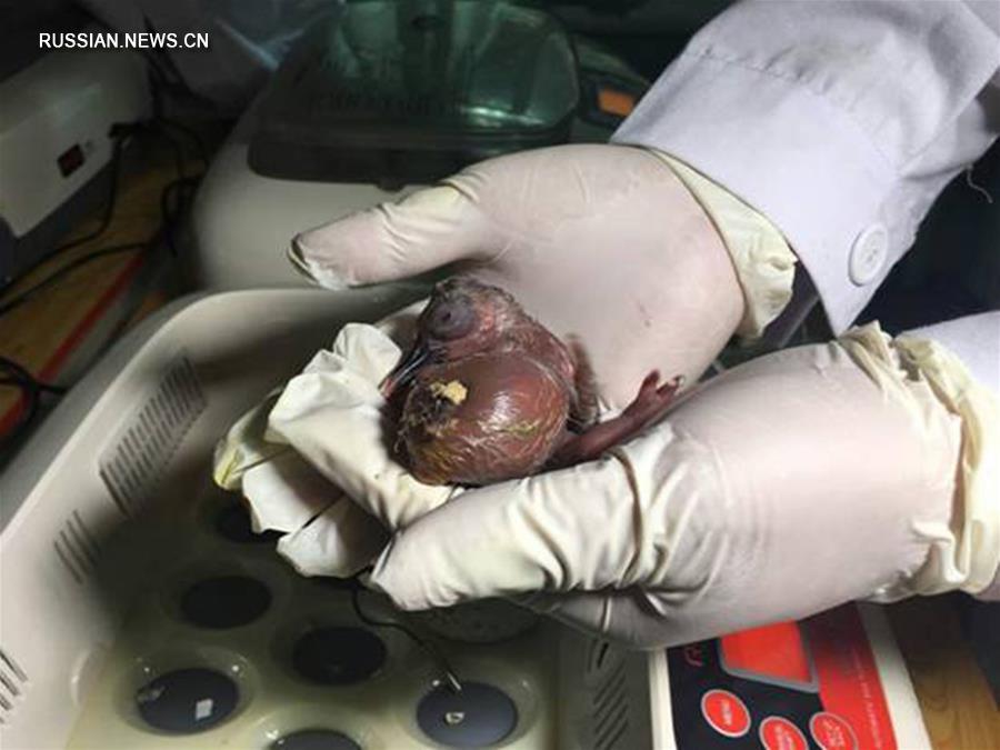 В провинции Сычуань появился на свет первый птенец красноногого ибиса