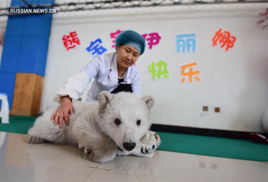 Белый медвежонок впервые появился на публике в океанариуме города Пэнлай