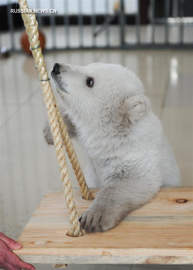Белый медвежонок впервые появился на публике в океанариуме города Пэнлай