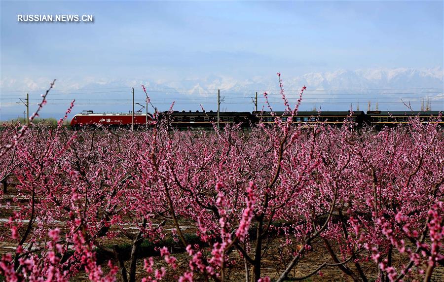 Пышное весеннее цветение у подножия гор Циляньшань