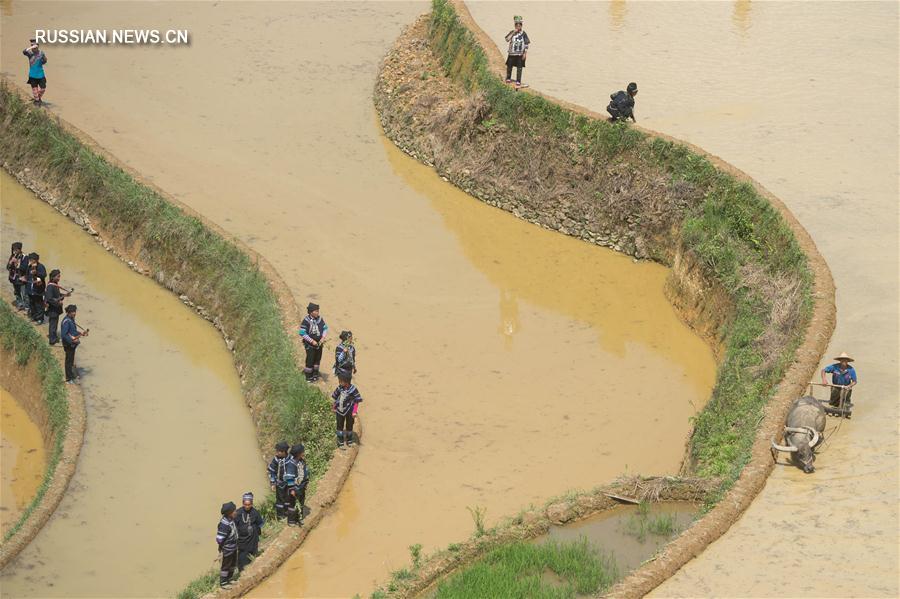Ханийцы уезда Хунхэ провели ежегодную церемонию посадки первого рисового саженца