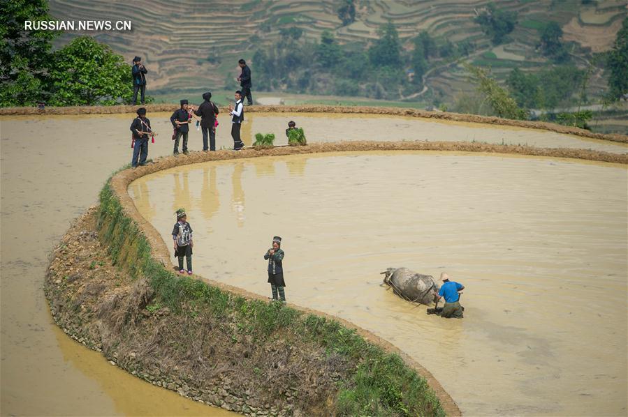 Ханийцы уезда Хунхэ провели ежегодную церемонию посадки первого рисового саженца