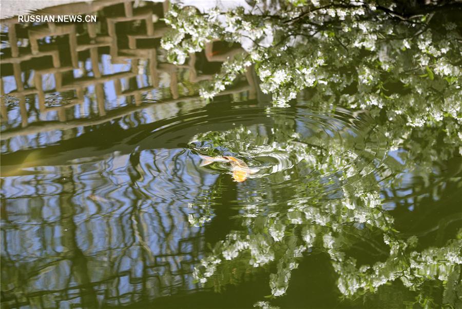 Чарующая красота китайского сада "Цзисин юань" в Нью-Йорке