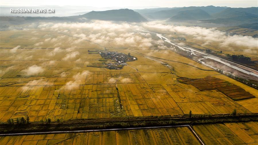 Золотые рисовые поля в провинции Цзилинь
