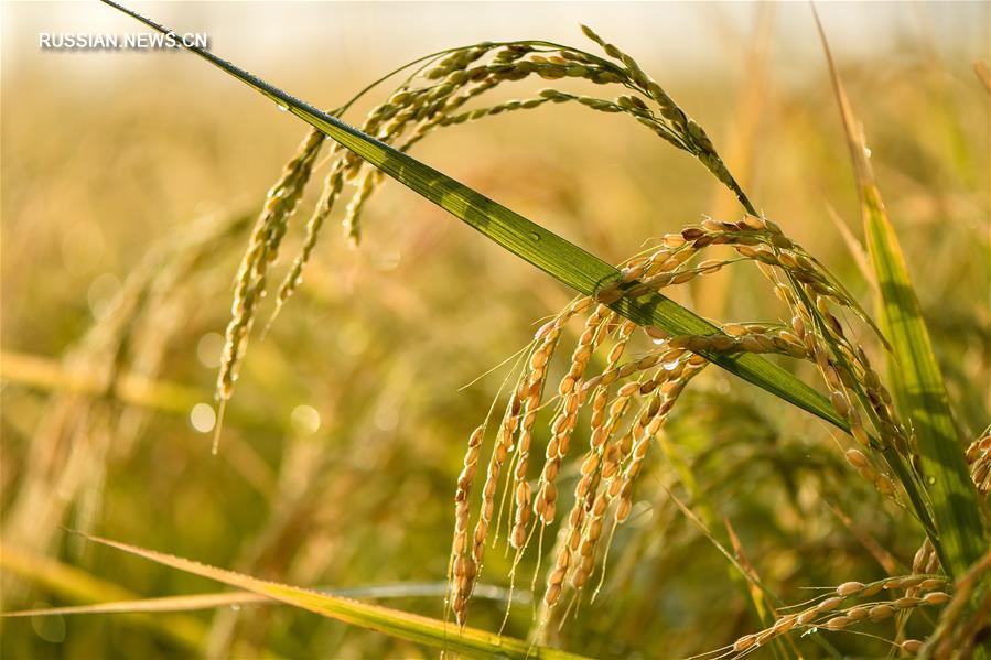 Золотые рисовые поля в провинции Цзилинь
