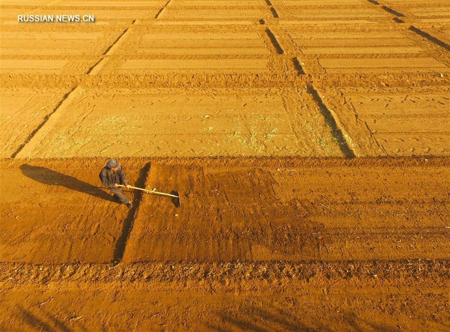 Посадка озимой пшеницы в провинции Хэбэй