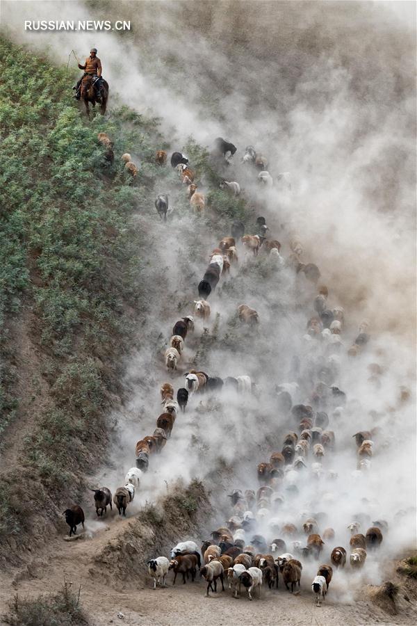 В долине реки Или в Синьцзяне начался сезонный перегон стад