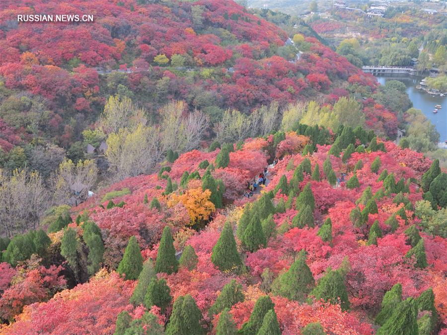 Осенний облик "Долины красных листьев" в провинции Шаньдун