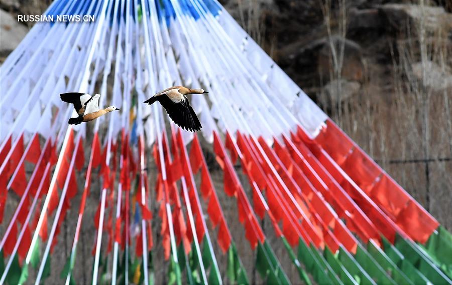 Птицы на реке Лхаса в Тибете