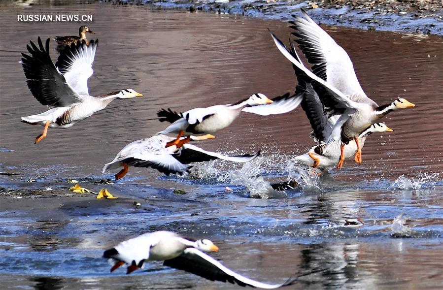 Птицы на реке Лхаса в Тибете