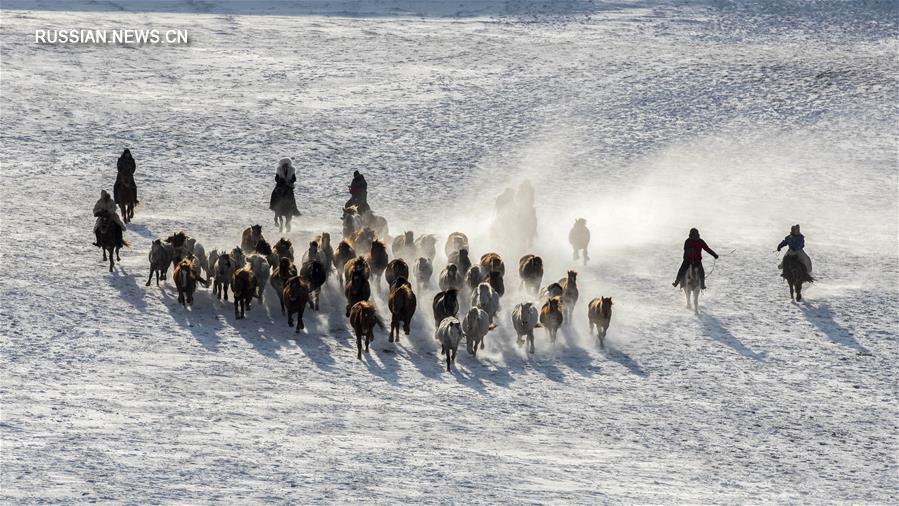 Табуны мчащихся коней в заснеженных степях на севере Китая 
