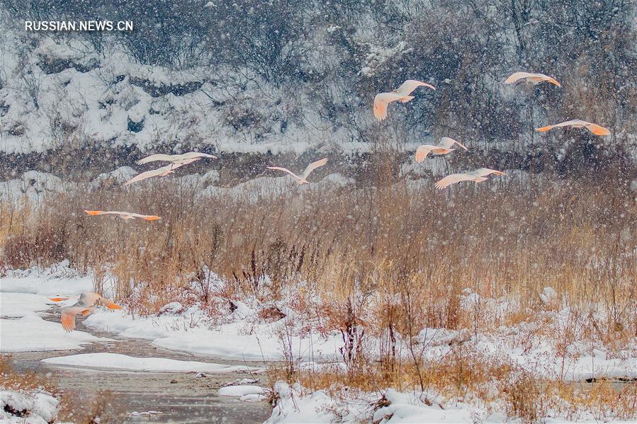 Зимовка красноногих ибисов к северу от гор Циньлин
