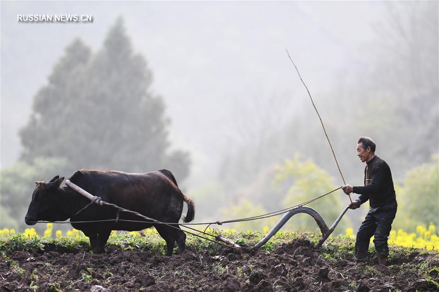 Весенние сельскохозяйственные работы в Чунцине