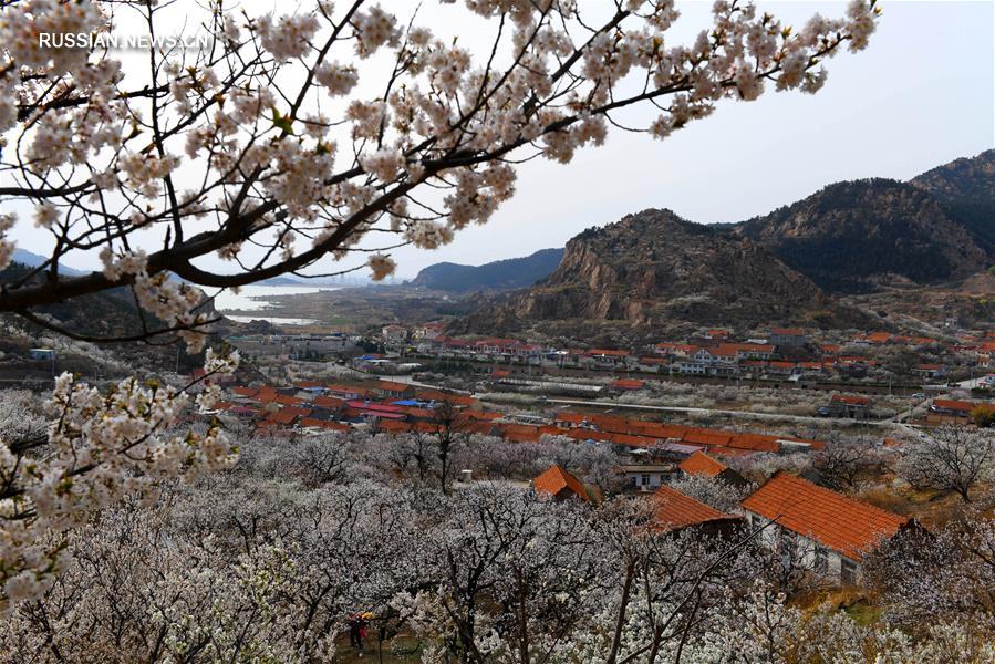 Море абрикосовых цветов в провинции Шаньдун