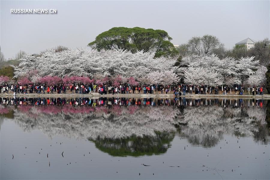Цветущая вишня в пекинском парке Юйюаньтань