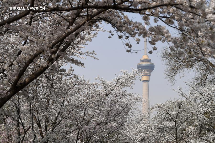 Цветущая вишня в пекинском парке Юйюаньтань