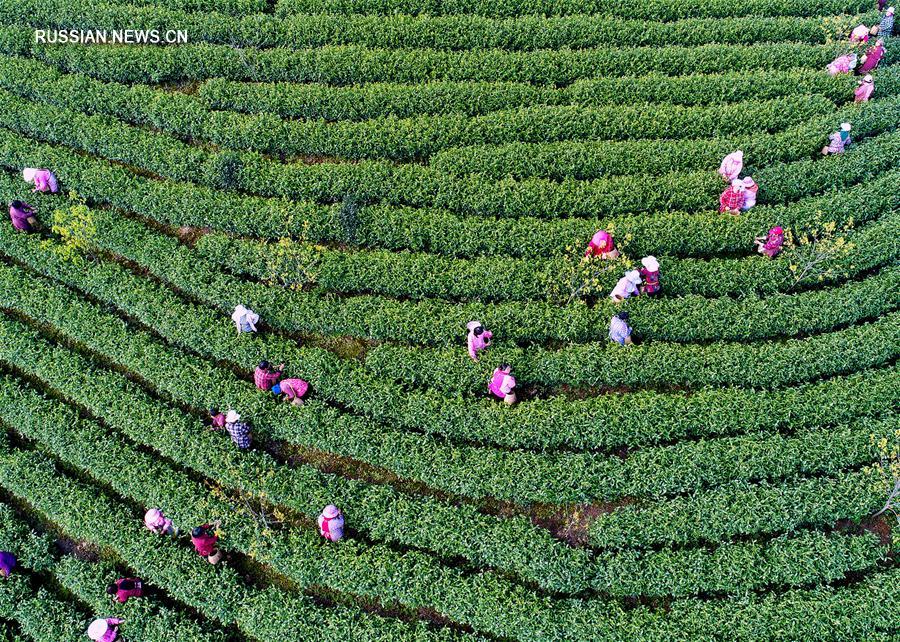 Сбор белого чая в провинции Чжэцзян
