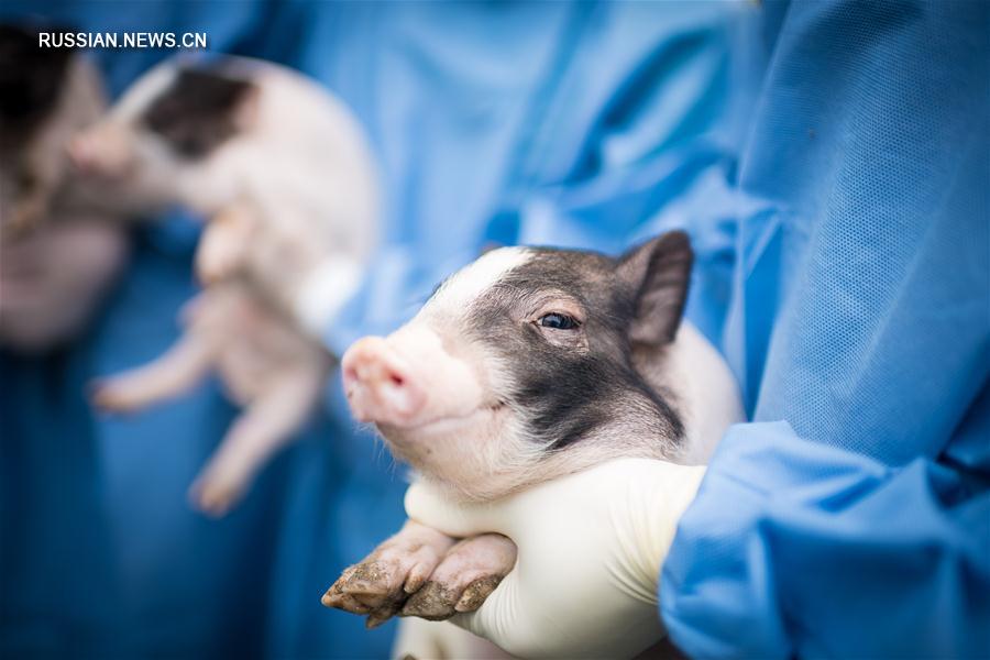 Китайские ученые привили болезнь Гентингтона свиньям для выработки способов лечения заболевания