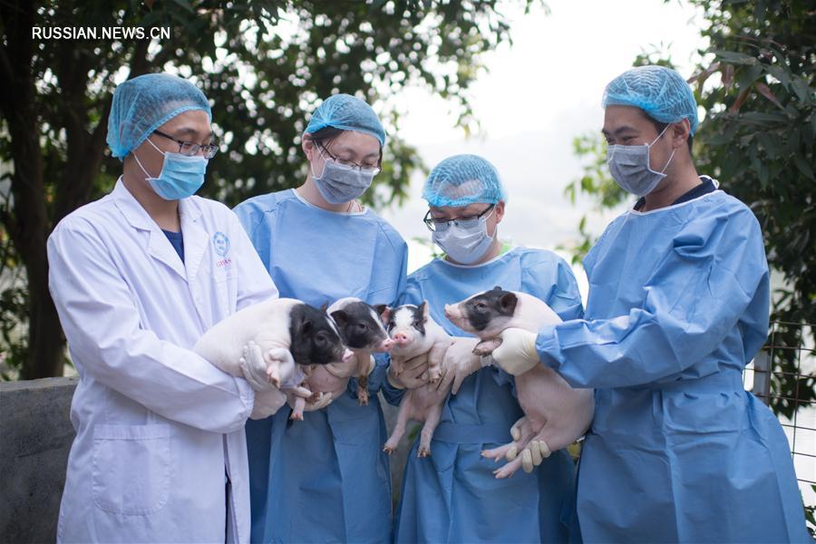 Китайские ученые привили болезнь Гентингтона свиньям для выработки способов лечения заболевания