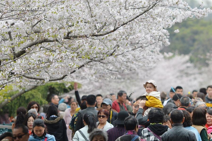 Любование цветущими вишнями в Циндао 