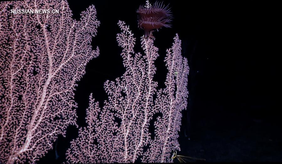 "Коралловый лес" в районе подводных гор Магеллана