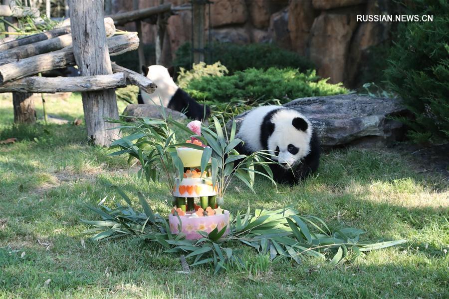 День рождения у первой родившейся в парке диких животных "Боваль" большой панды