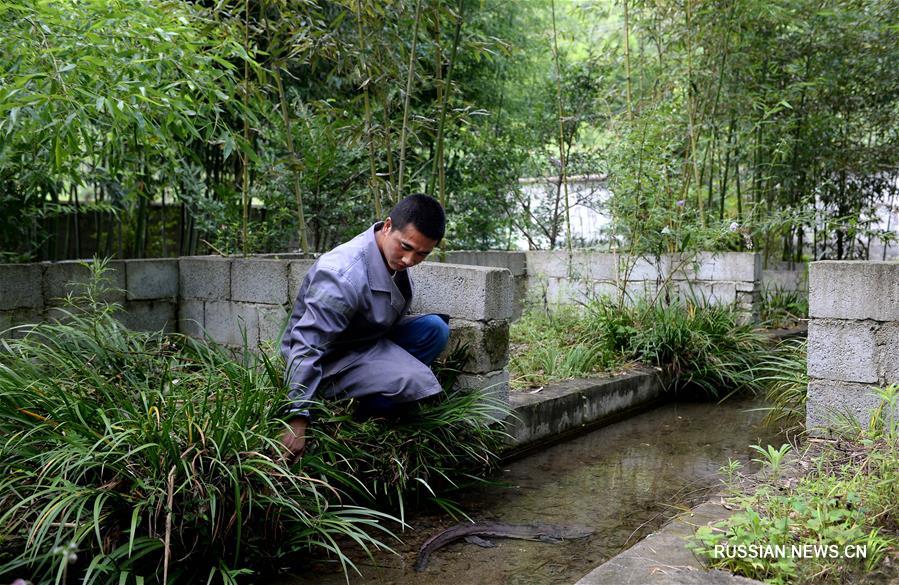 "Изумрудные воды и зеленые горы" стали "несметными сокровищами" для бедных жителей уезда Ниншань