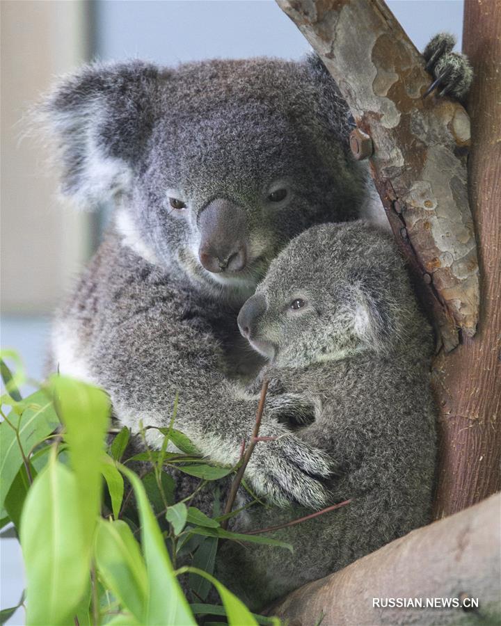 Детеныш коалы показался на публике в Восточном Китае