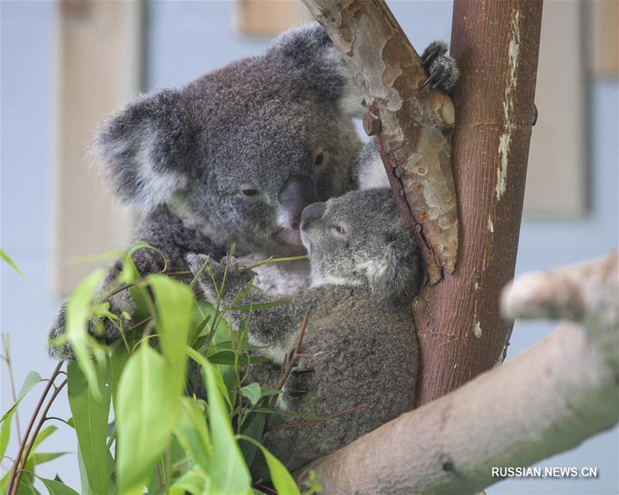 Детеныш коалы показался на публике в Восточном Китае