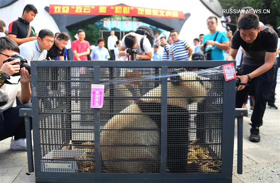 Две самки большой панды переехали из провинции Сычуань в провинцию Цзилинь