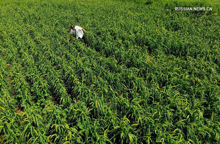 В уезде Танъинь провинции Хэнань развивается зеленое сельское хозяйство путем создания замукнутой экосистемы
