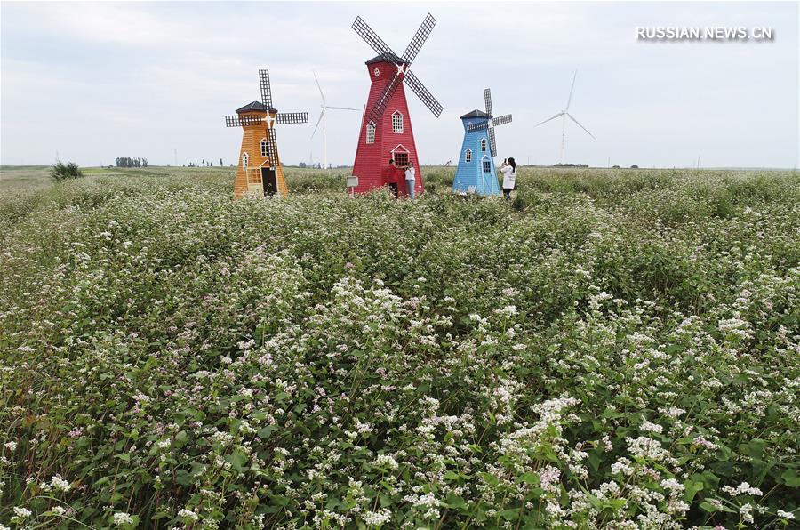 Цветущие поля гречихи на северо-западе Китая