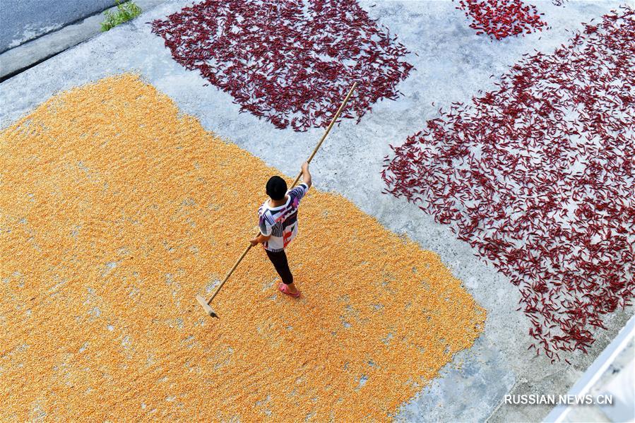 Пестрые картины сушки осеннего урожая в деревнях провинции Гуйчжоу