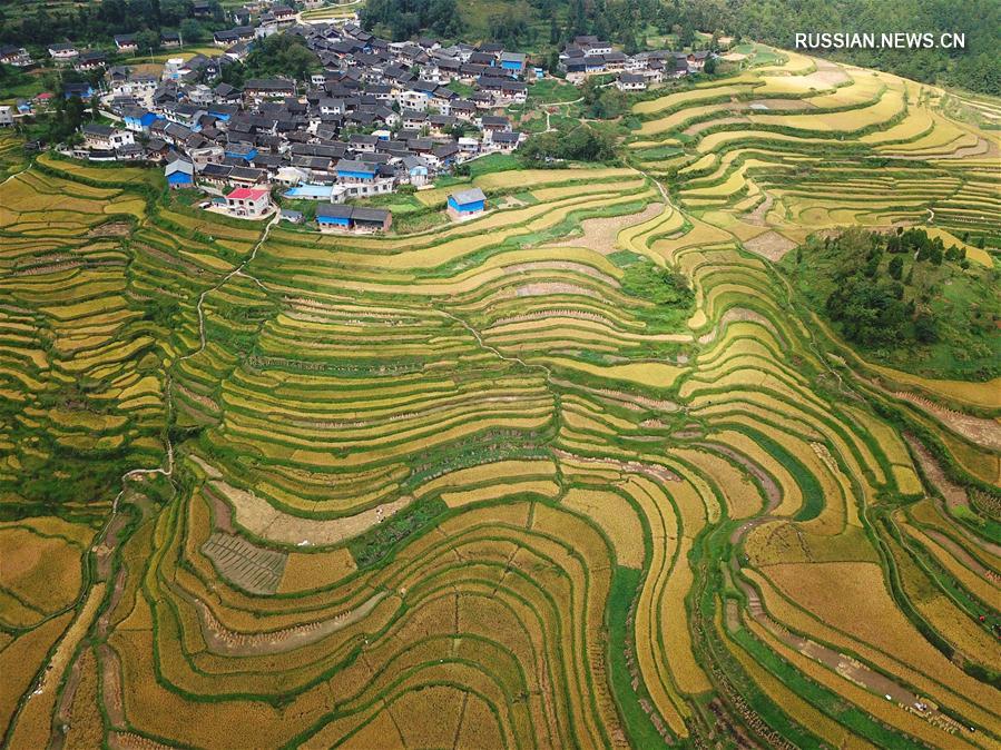 Террасированные поля в уезде Даньчжай провинции Гуйчжоу