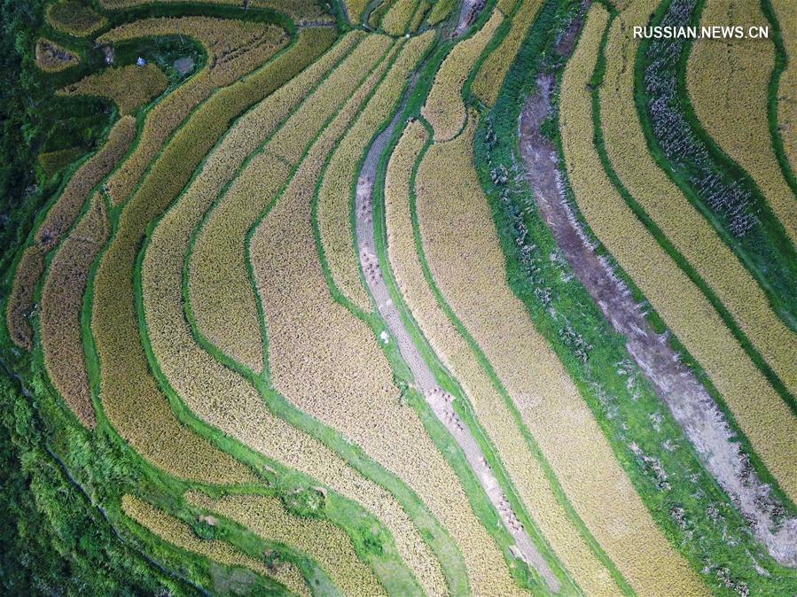 Террасированные поля в уезде Даньчжай провинции Гуйчжоу