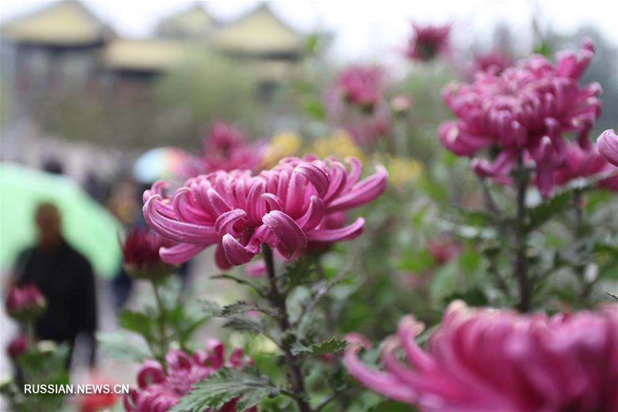 Фестиваль хризантем в Янчжоу