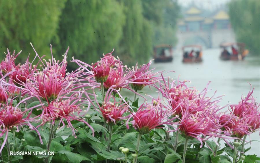 Фестиваль хризантем в Янчжоу