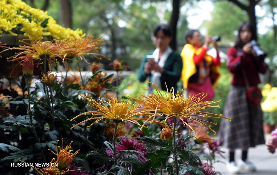 В Китае цветут хризантемы
