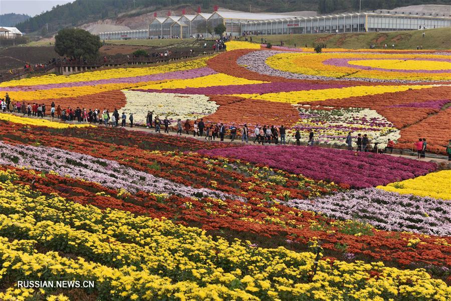 В Китае цветут хризантемы