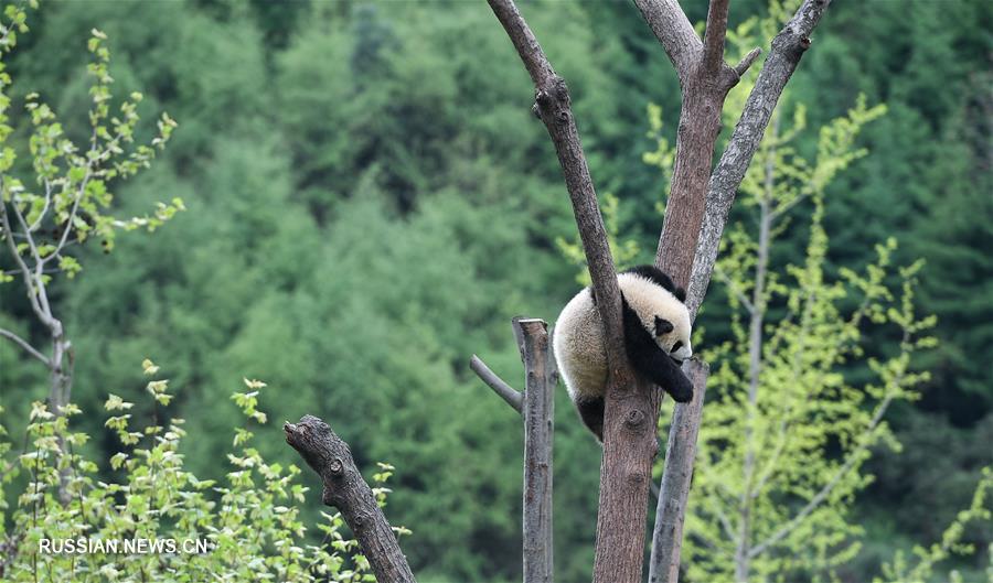 Мировая популяция содержащихся в неволе больших панд достигла 548 особей