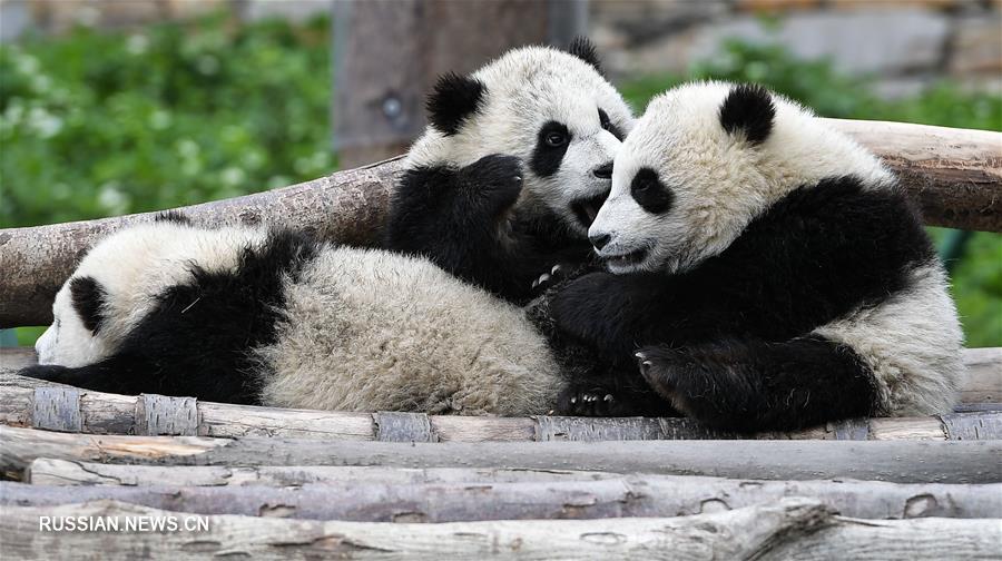 Мировая популяция содержащихся в неволе больших панд достигла 548 особей