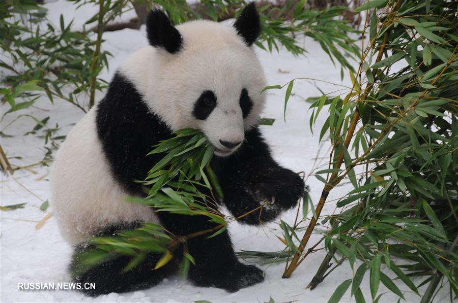 Родившиеся в Австрии разнополые детеныши-близнецы большой панды возвращаются в Китай