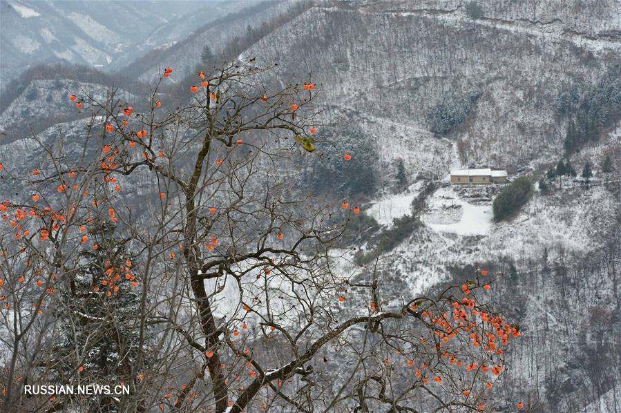 Хурма посреди снежного пейзажа в Центральном Китае