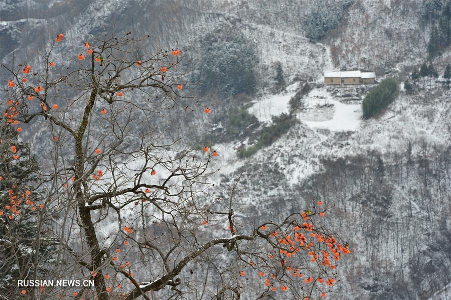 Хурма посреди снежного пейзажа в Центральном Китае